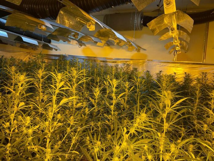 Una de las plantaciones desmanteladas (Foto: Mossos)