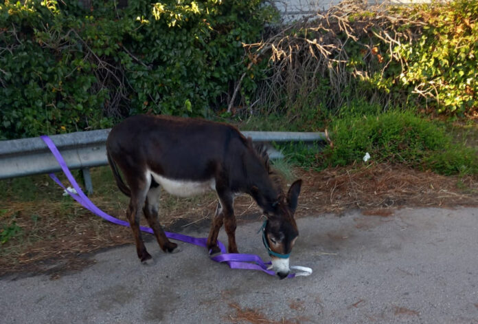 El burro en la C-31 (Foto: Mossos d'Esquadra)