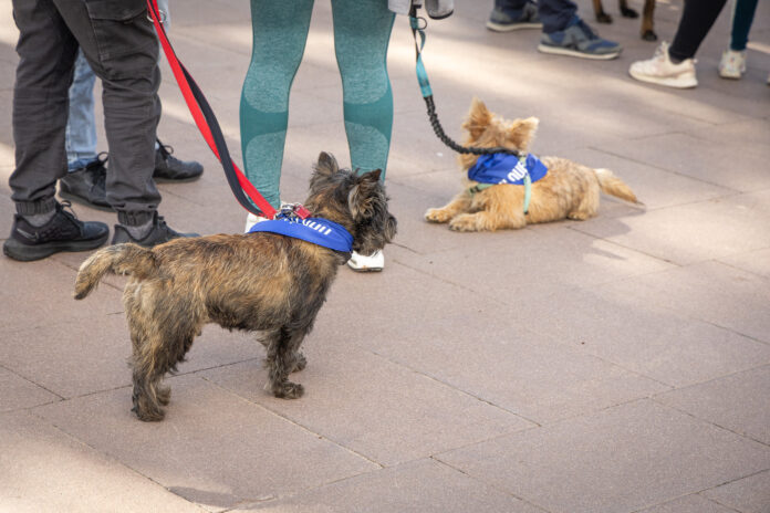 Dos perros en el paseo marítimo (Foto: Ayuntamiento de Castelldefels)
